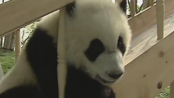 A panda cub looks tired climbing back up the slide