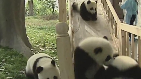 Pandas gather in a heap at the bottom of the slide as another slips down it