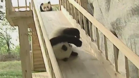 A panda cub takes a tumble while on a slide at China's Chengdu Panda Base as another panda cub looks on