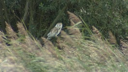 Barn Owl