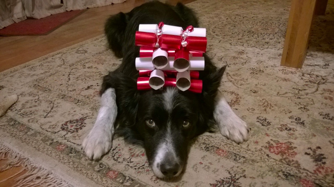 Is this the most talented dog ever? Look what Brac the brilliant border