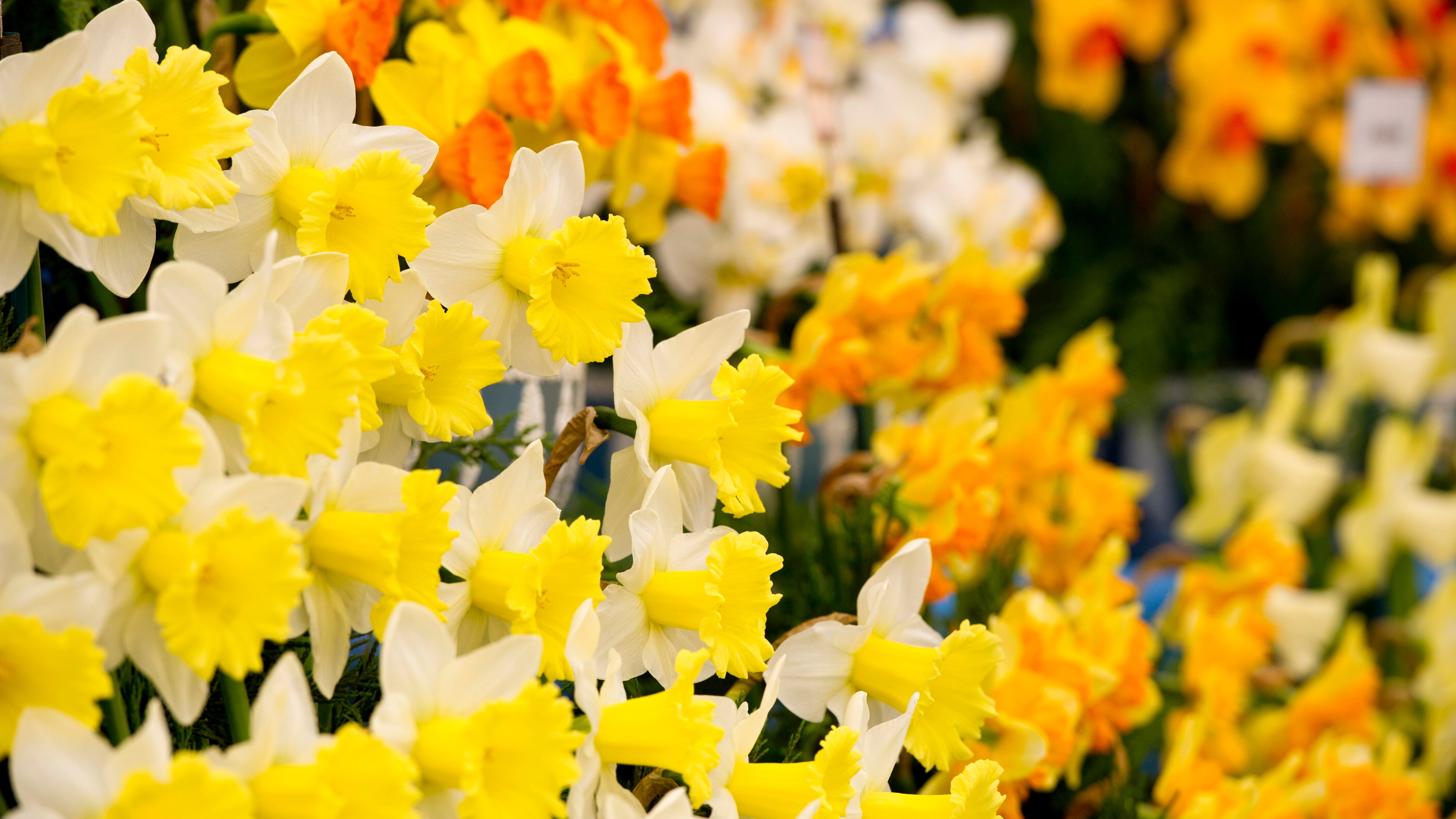 Shoppers warned over 'poison' daffodil threat ITV News