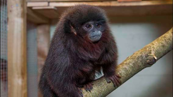 Dudley Zoo welcomes rare titi monkeys | Central - ITV News