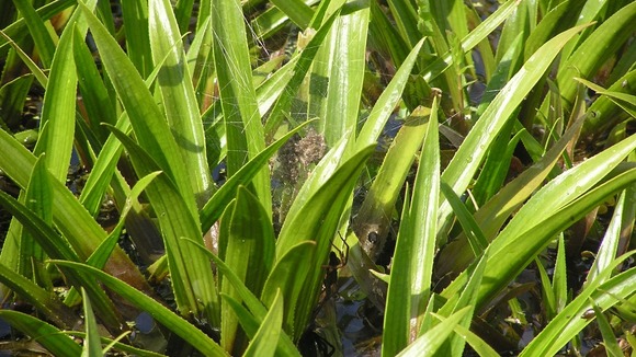 The rare spider nursery web