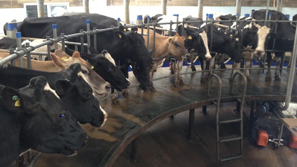 Cows in a Cambridgeshire milking parlour