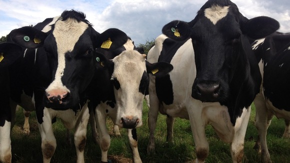Dairy farmers fear for their future