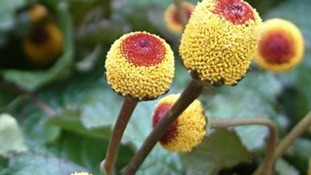 Acmella Oleracea