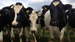 Cows in a Cambridgeshire field
