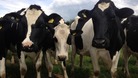 Cows in a Cambridgeshire field