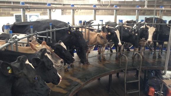 Cows in a Cambridgeshire milking parlour