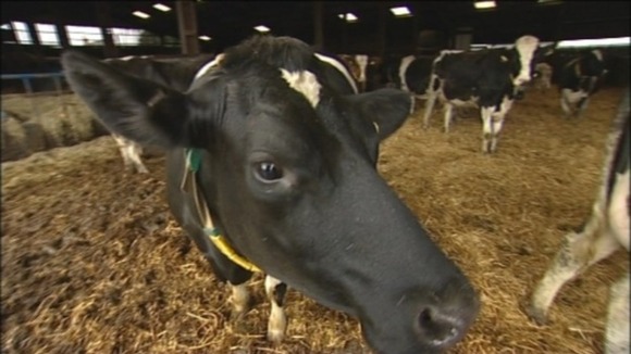 cow