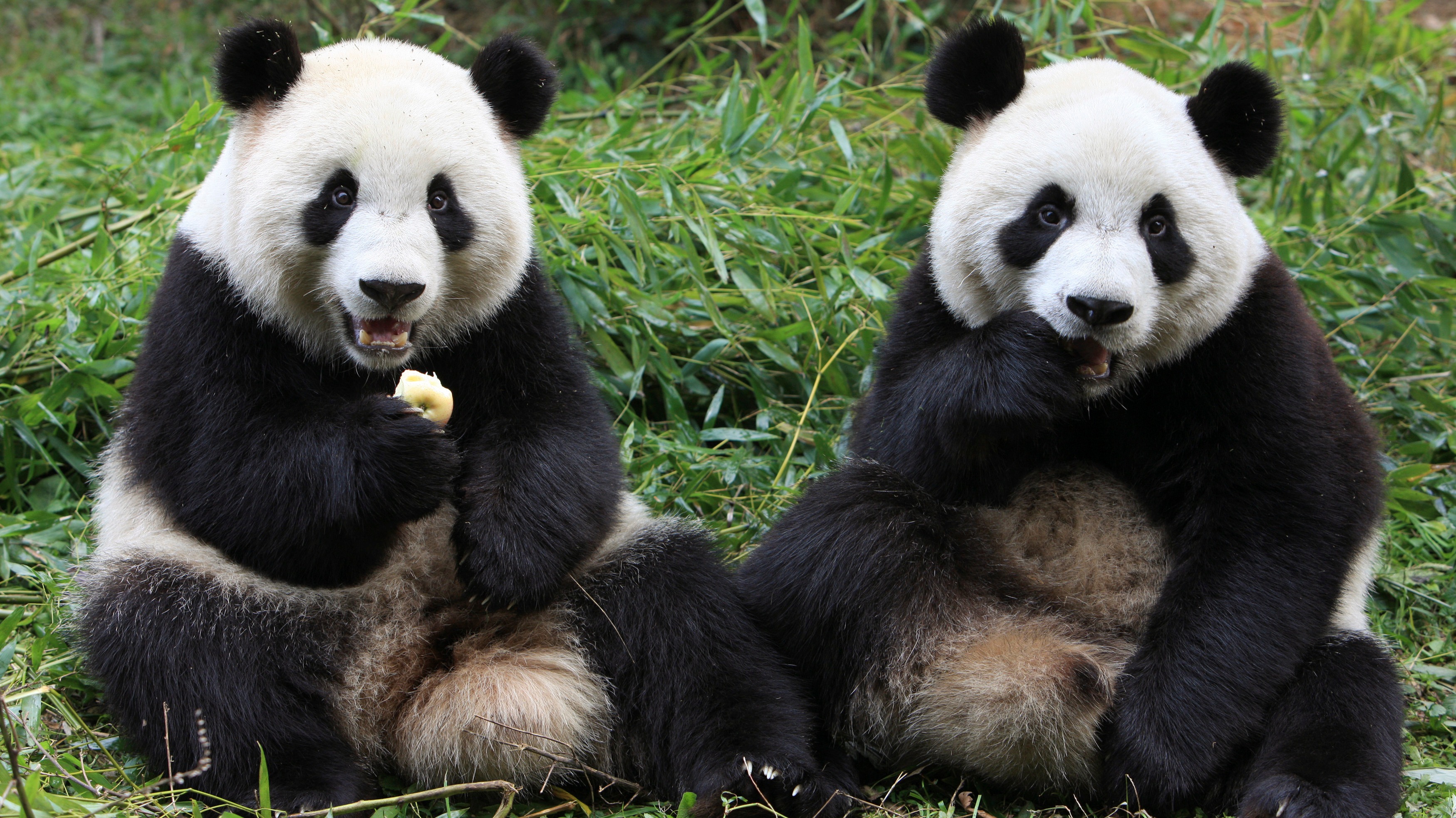 Giant Panda How Chinas Economic Growth Affects