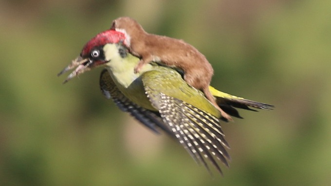 A close up of the image shows the woodpecker in clear distress.