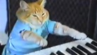 Cat Animals Viral