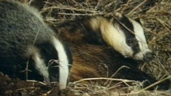 Badgers