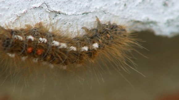 An oak processionary moth.