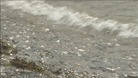 Festival Sea 