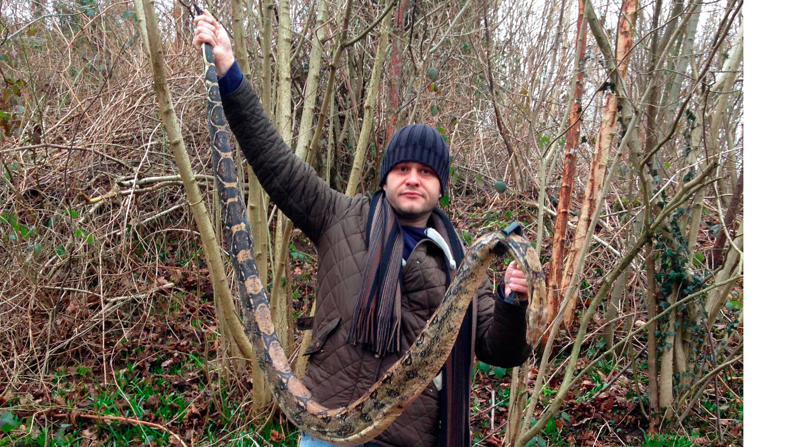 Deadly 6ft snake found in woodland beauty spot Granada ITV News