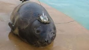 Eve the seal
