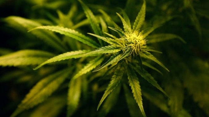 Cannabis