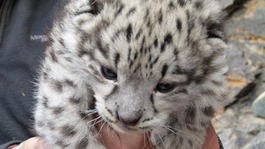 Snow leopards