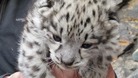 Snow leopards