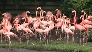 Flamingos