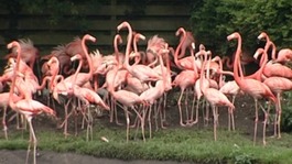 Flamingos
