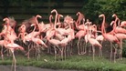 Flamingos