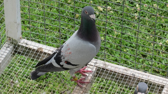 Cannock pigeon that was found in Canada