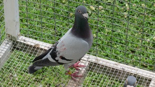 Cannock pigeon that was found in Canada