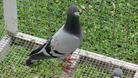 Cannock pigeon that was found in Canada