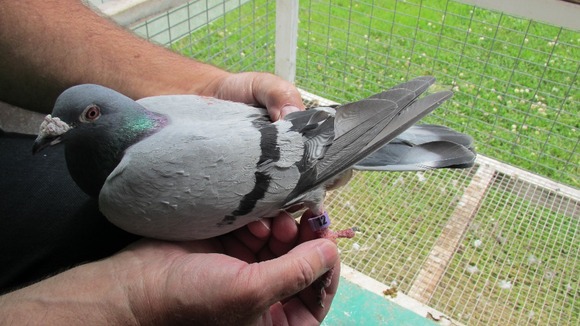 The UK pigeon with the identifying rings on it's legs