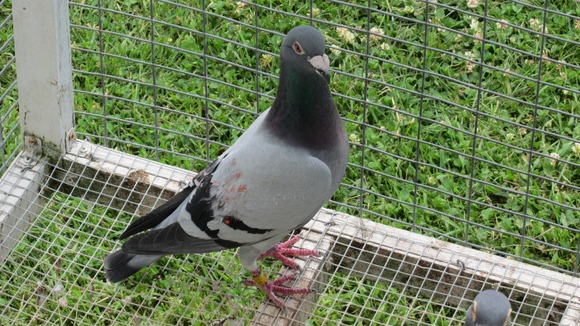 Percy the pigeon was found in Canada, 3000 miles away from its home in Cannock