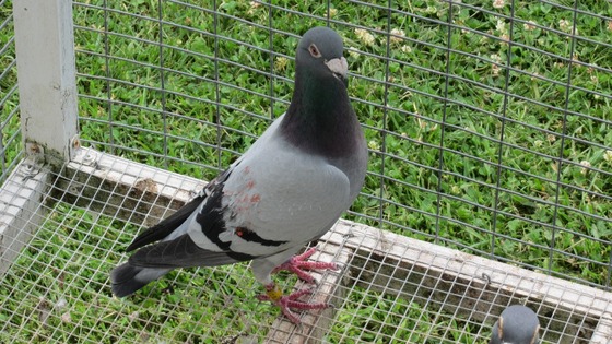 Percy the pigeon was found in Canada, 3000 miles away from its home in Cannock