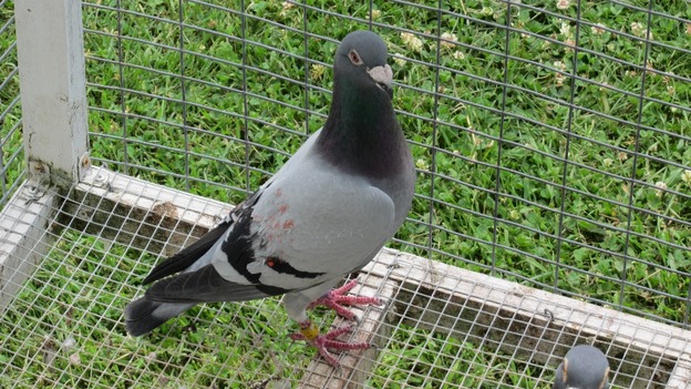 Percy the pigeon was found in Canada, 3000 miles away from its home in Cannock