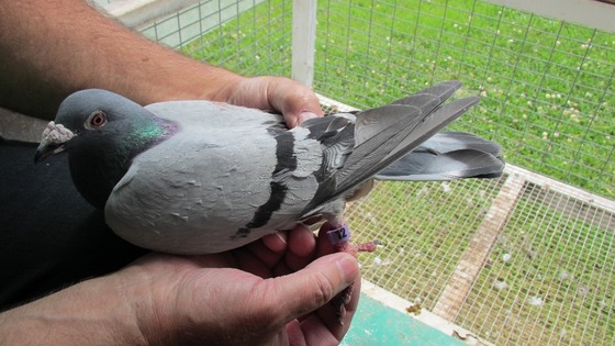 The pigeon was identified by its racing rubber rings on its legs