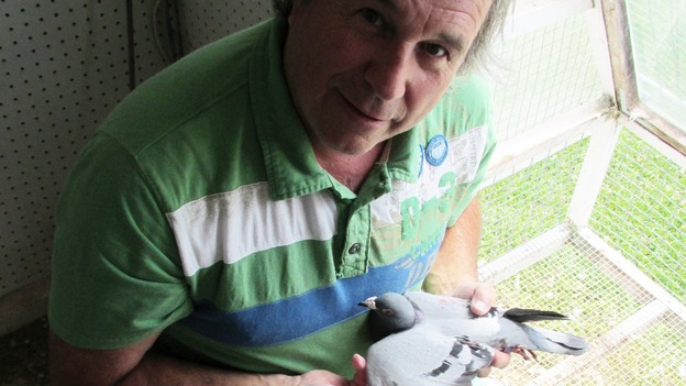 Michel Gosselin, Canadian pigeon enthusiast with Percy