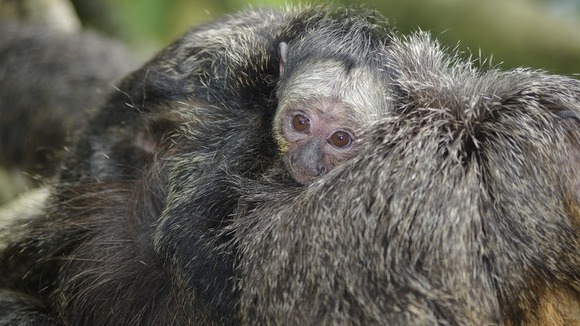 Whipsnade
