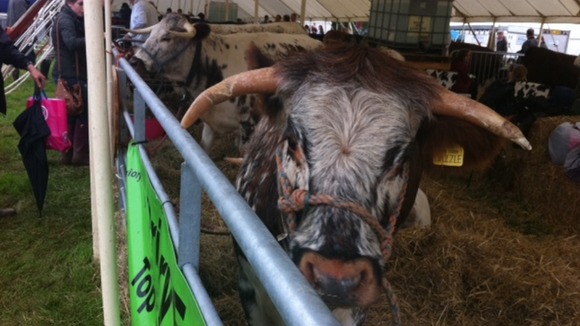 Bull at the show