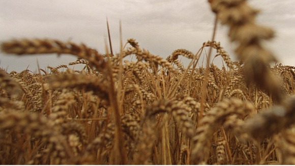 Genetically modified oilseed rape