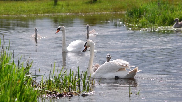 Swans swimming over what is usually a path at Doxey Marshes