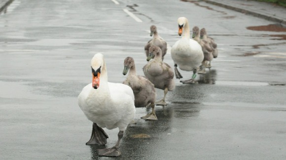 swans crossing wet road