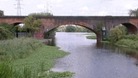 floating pennywort
