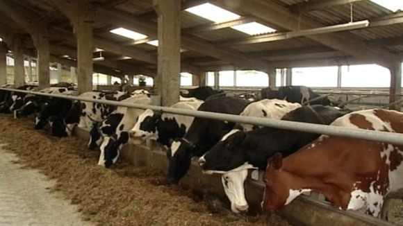 Cows in field