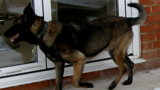 Bean, dog, stolen