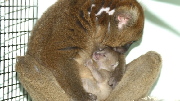 Lemur, Port Lympne, born