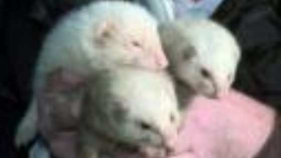 RSPCA builds top of the range ferret pens