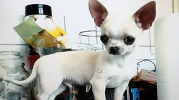 Chihuahua puppy