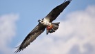 An Osprey
